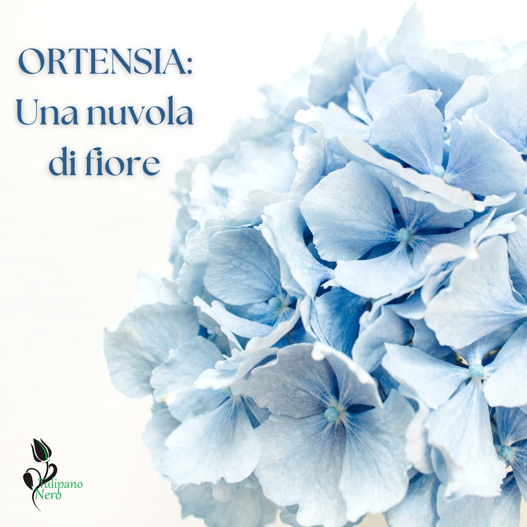 L'Ortensia è uno dei fiori più belli che il meraviglioso mese di Maggio ci regala. 😍
Una vera e propria nuvola di fiore in grado di arricchire, con grande stile ed eleganza, il giorno più bello ed importante della tua vita. 

Che sia bianca, rosa, blu, azzurra o viola, essa riuscirà a creare la giusta atmosfera. ❤

Ti aspettiamo
📍 C.so Italia, 370 Ragusa
📧 info@tulipanoneroragusa.it
☎ 0932/ 1912291
📞 338 5482611
⭕ www.tulipanoneroragusa.it
#tulipanoneroragusa #ortensia #fiori #allestimentifloreali #wedding #bouquetsposa